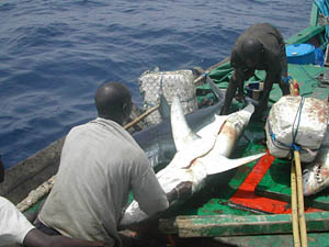 CP- 8 juin 2015  – Pour la journée des océans, relance du massacre des requins à la Réunion