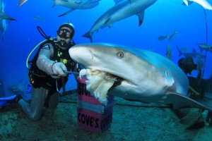 shark feeding