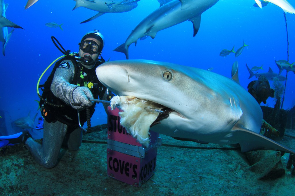 Contre la tentative de légalisation du Shark Feeding en Polynésie.