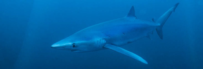 Les Requins à La Réunion