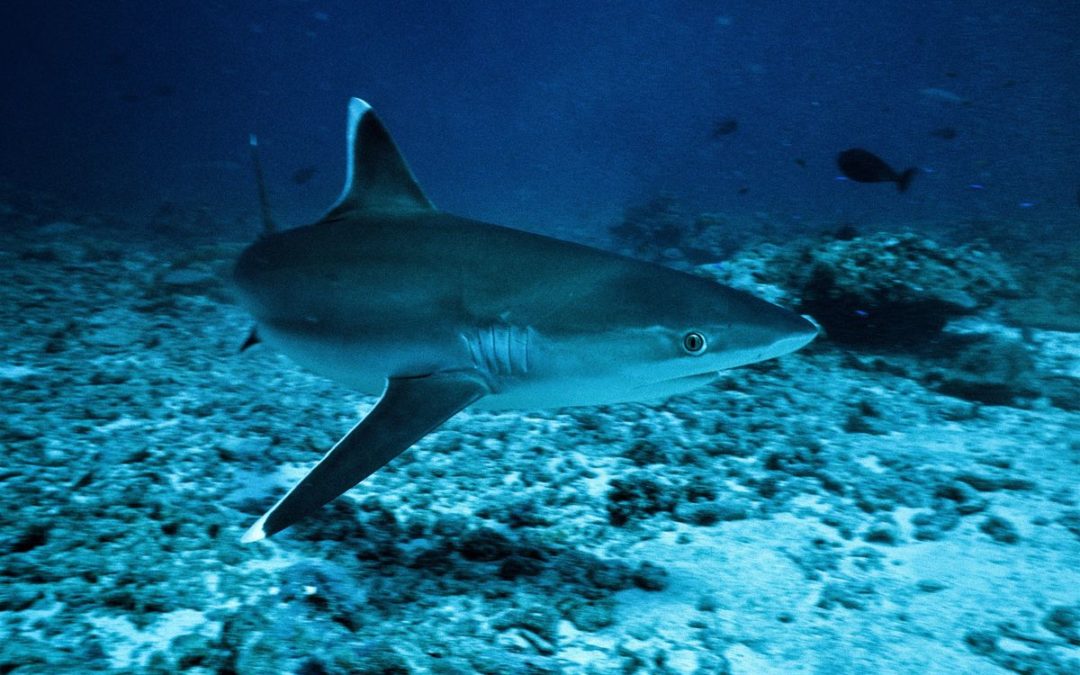 Le Nourrissage des Requins ou “Shark Feeding” en Polynésie Française