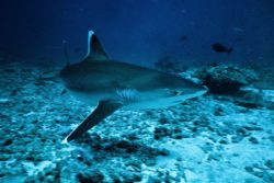 Le Nourrissage des Requins ou Shark Feeding en Polynésie Française