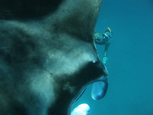 LES RAIES MANTA et MOBULA ONT BESOIN DE VOUS !