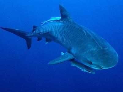 Nouvelle bavure du comité des pêches de la Réunion