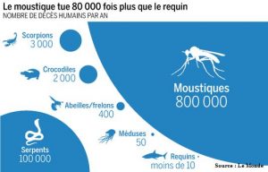 Requin moustique scorpion crocodile abeille méduses mort homme