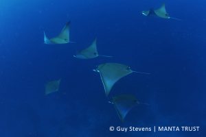 Shortfin Pygmy Devil Ray Mobula kuhlii Huravalhi Falhu Ari Atoll Maldives © Guy Stevens Manta Trust