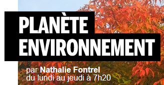 FRANCE-INTER : Les raies Mobula  par Nathalie FRONTREL    –  28-04-2016