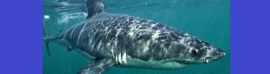 Pêche aux requins à La Réunion