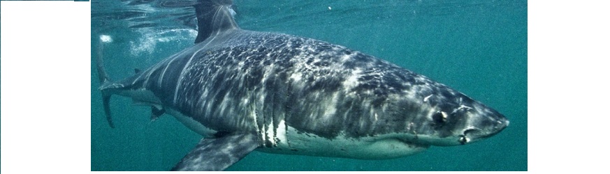 En France, tuer un grand requin blanc n’est pas une infraction caractérisée !