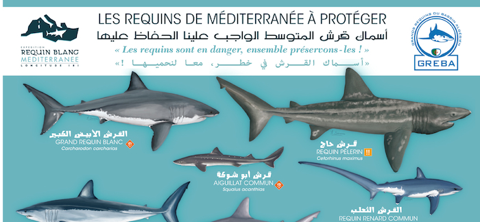 Requins de Méditerranée à Protéger : diffusion en Algérie !