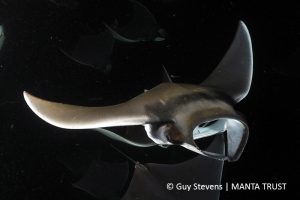 Guy Stevens Manta Trust