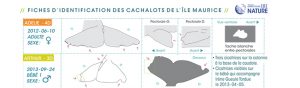 Fiches d’identification des cachalots