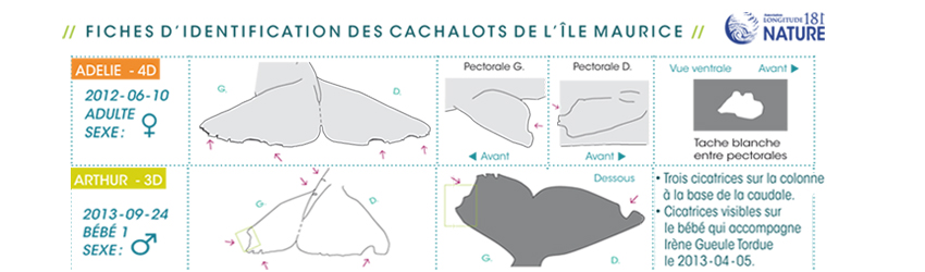 Les cachalots ont leur carte d’identité