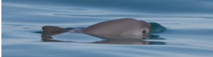 vaquita