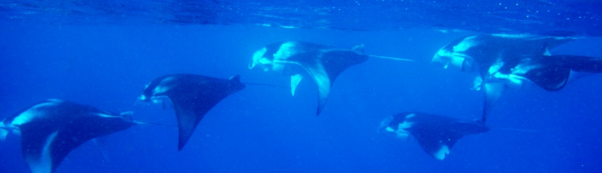 Comment nager avec les Mantas ?