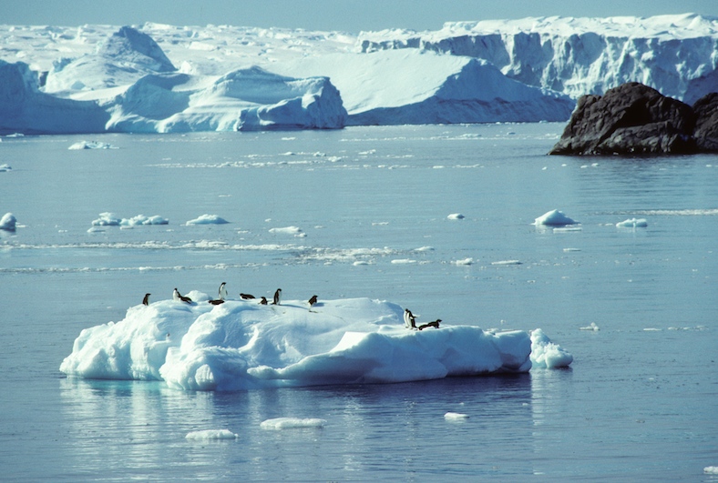Sanctuaire en Antarctique: la bonne et la mauvaise nouvelle…