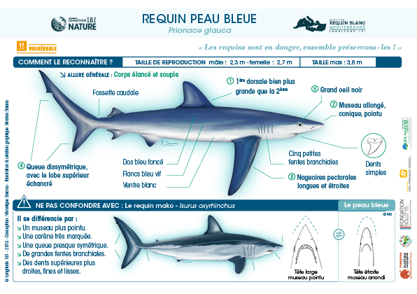 Un requin à protéger : le requin peau bleue