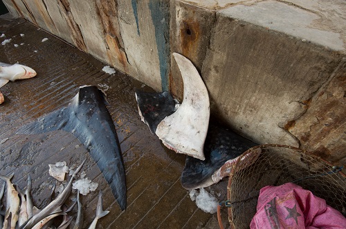 Finning de requin-baleine : toujours d’actualité !