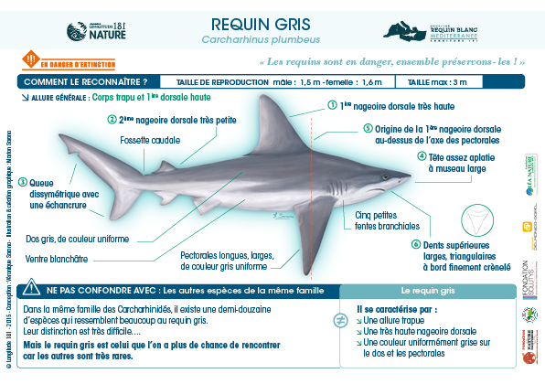 Un requin à protéger : le requin gris