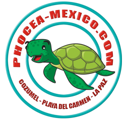 phocea mexique logo