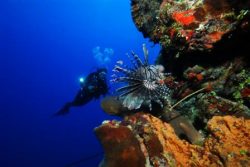 seafari turks caicos