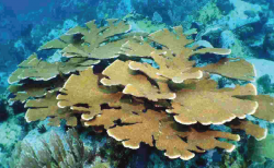 acropora palmata