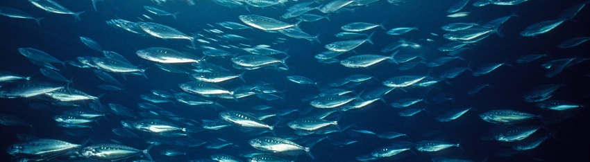 “La France pourrait devenir un leader mondial de la protection des océans “