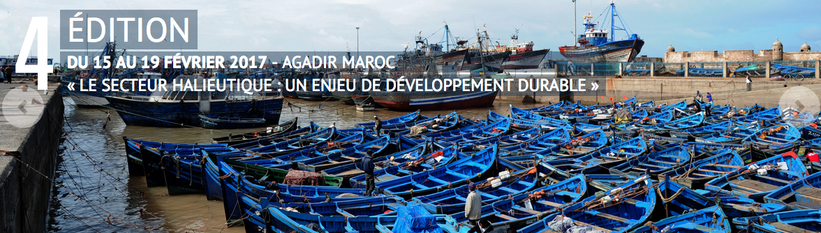 Le programme Requin blanc Méditerranée au Maroc !