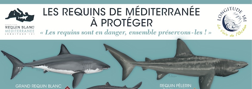 Nouvelle version du poster “Les requins de Méditerranée à protéger” !