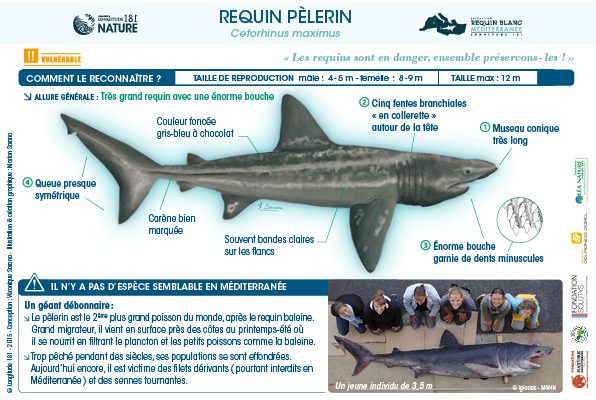 Le Requin Pelerin Un Requin A Proteger Et A Etudier Avec L Apecs Longitude 181 Le Requin Pelerin Un Requin A Proteger Et A Etudier Avec L Apecs Longitude 181