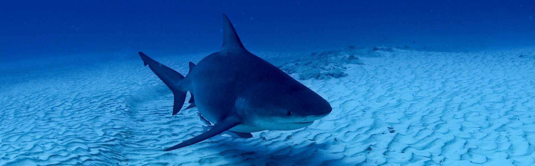 Scandale CAP REQUINS à La Réunion : Interpelez le Ministre !