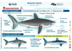 FicheRequins Mediterranee  Longitude dpi