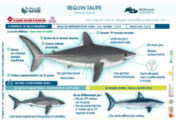 Programme Requins-Méditerranée ->Le requin taupe : une espèce très rare à protéger !