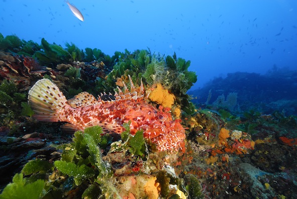 Etude de la chasse sous-marine et suivi d'espèces - Marepolis