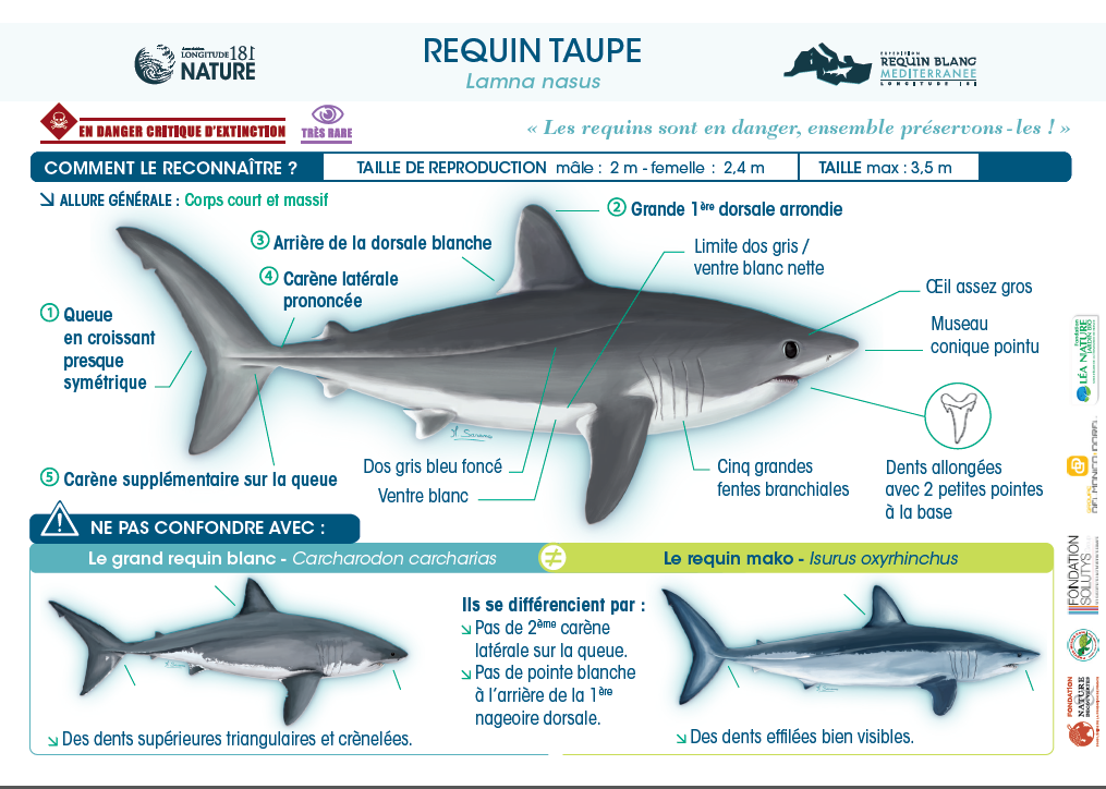 Le requin taupe, en danger critique d’extinction !