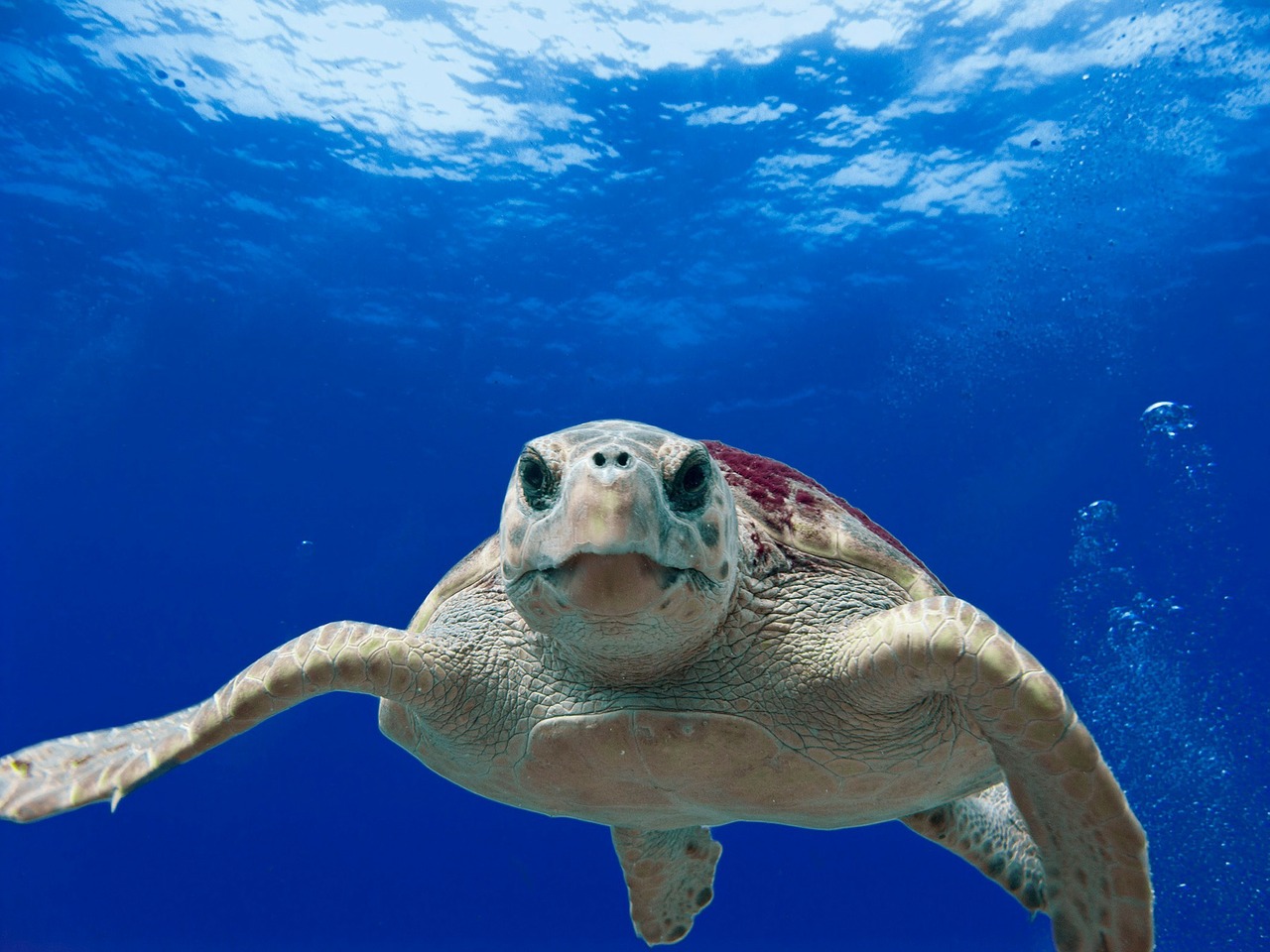 Il y a aussi des bonnes nouvelles ! Et ça se passe du côté des grandes tortues de mer.