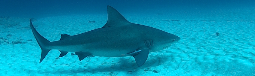 requin bouledogue points