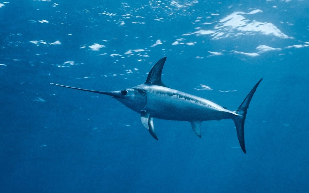 Pour l’interdiction définitive des concours de chasse sous‐marine !