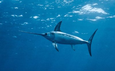 Pour l’interdiction définitive des concours de chasse sous‐marine !