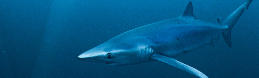 Un pas en avant pour la protection du requin bleu de Méditerranée !
