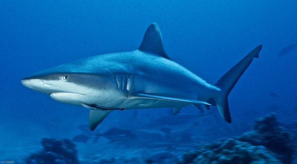 Requin gris de recif