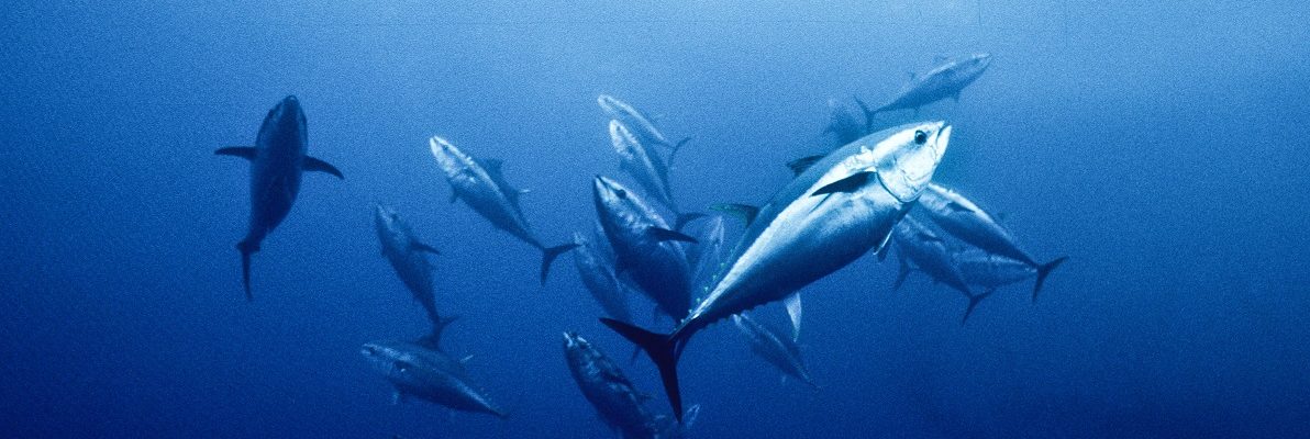 Pour l’interdiction définitive des concours de chasse sous‐marine !