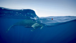 baleine drulines cap requin