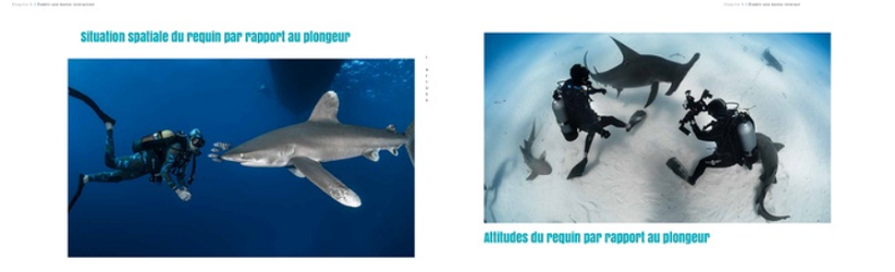 15 ans d’expériences avec les requins dans le livre (indispensable) de Steven SURINA