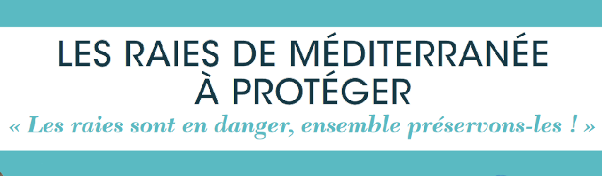 Le poster ” RAIES DE MEDITERRANEE A PROTEGER ” disponible pour vous !