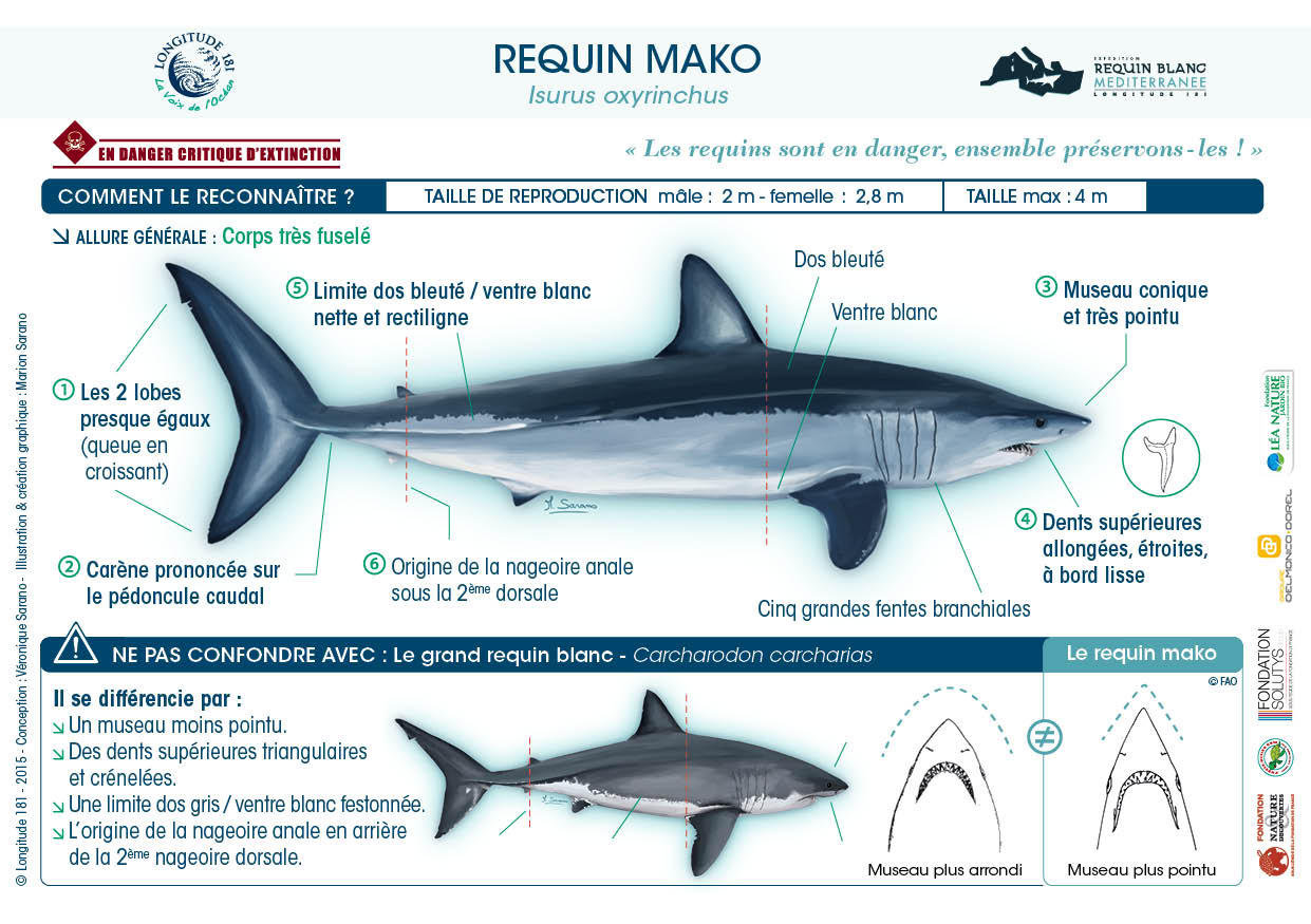 FicheRequin mako  longitude