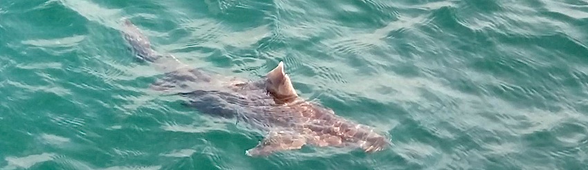 Requins de Méditerranée : on a observé la centrine commune !