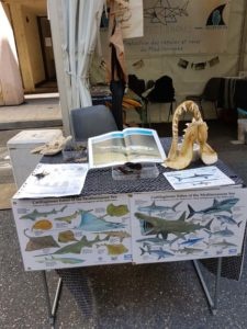 ESCALE À SÈTE : un stand pour la protection des Requins et des Raies de Méditerranée