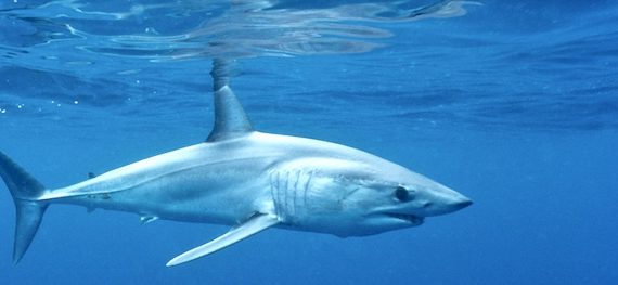 VFS requin mako