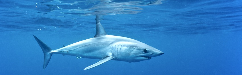 Requins de Méditerranée : le mako, un requin au bord de l’extinction